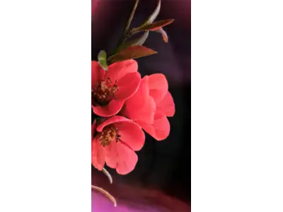 Wandbild und Fototapete mit einem schönen Blumenmotiv mit dem Titel Magisches Trio – Drei Blüten in Harmonie in der Max Steinwald Art Galerie