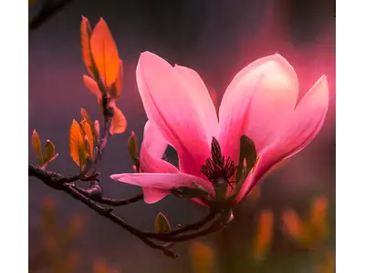 Wandbild und Fototapete mit einem schönen Blumenmotiv mit dem Titel Magnolienblüte im magischen Licht in der Max Steinwald Art Galerie