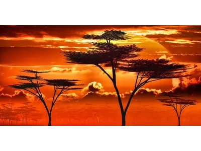 Wandbild und Fototapete mit einem Landschaftsmotiv mit dem Titel Afrika - Sonnenuntergang in der Savanne in der Max Steinwald Art Galerie