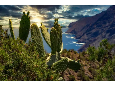 Wandbild und Fototapete mit einem Landschaftsmotiv mit dem Titel Kakteen an der Steilküste auf La Gomera in der Max Steinwald Art Galerie
