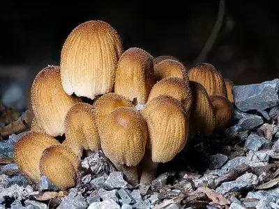 Wandbild und Fototapete mit einem Motiv aus der Natur mit dem Titel Pilze - Der Überzuckerte Tintling in der Max Steinwald Art Galerie