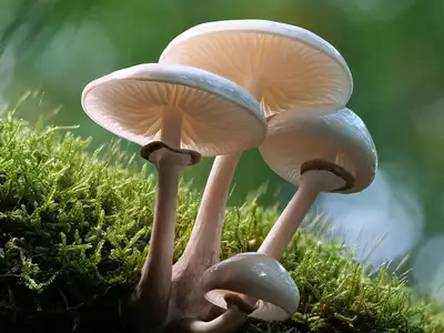 Wandbild und Fototapete mit einem Motiv aus der Natur mit dem Titel Pilze - Porzellanpilze in der Max Steinwald Art Galerie