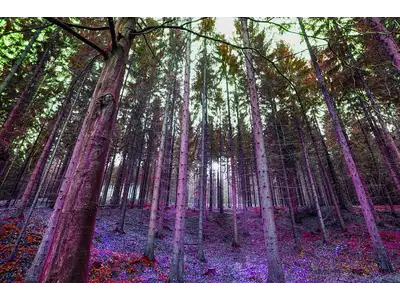 Wandbild und Fototapete mit einem Motiv aus der Natur mit dem Titel Wald in der Max Steinwald Art Galerie