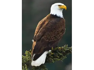 Wandbild und Fototapete mit einem Tiermotiv mit dem Titel Weisskopfseeadler in der Max Steinwald Art Galerie